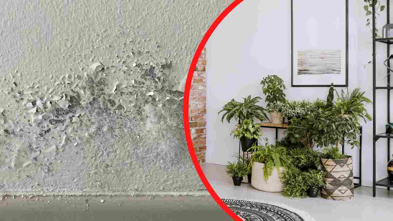 Addio umidità dentro casa: basta tenere questa profumatissima pianta in  salotto