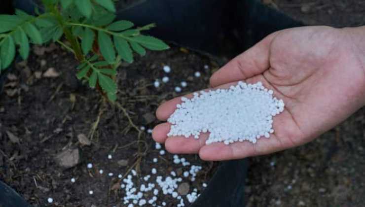 Urea per un raccolto ricco