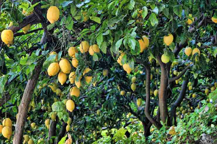 Albero di limone