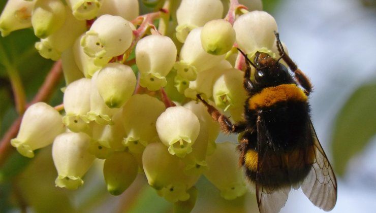 Ape su fiore di corbezzolo