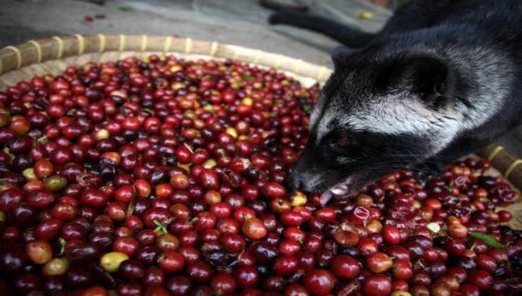 Caffè Kopi Luwak 