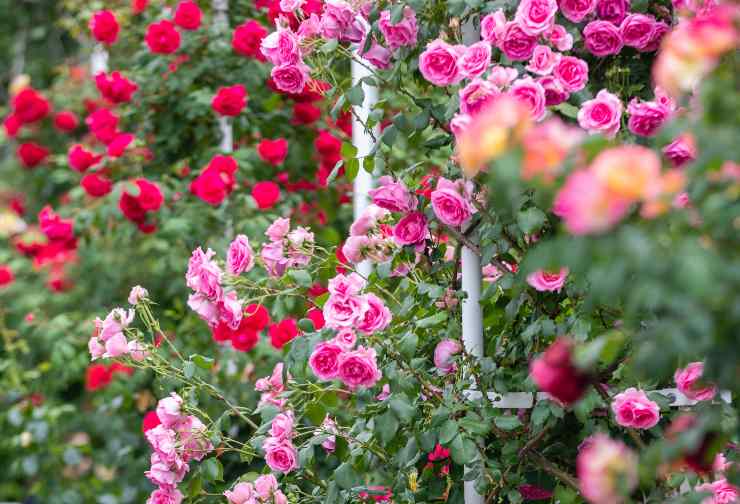 Cespugli di fiori