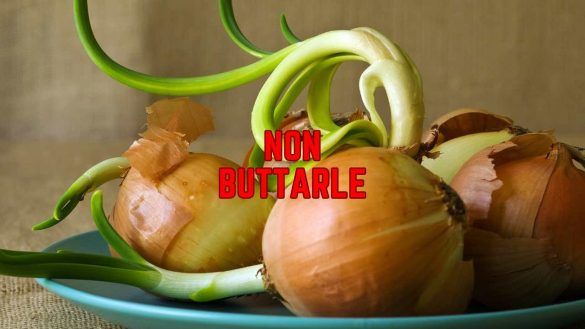 Cipolle germogliate