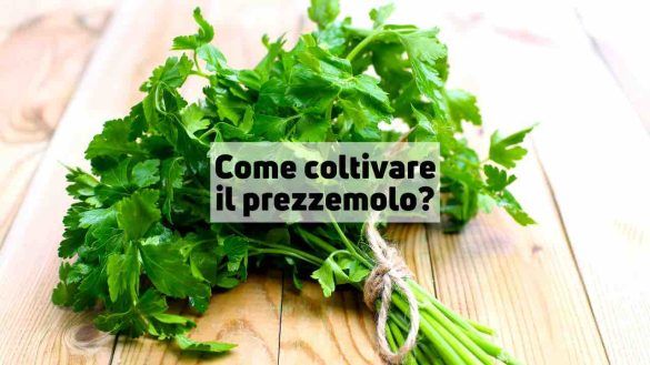 Come coltivare il prezzemolo