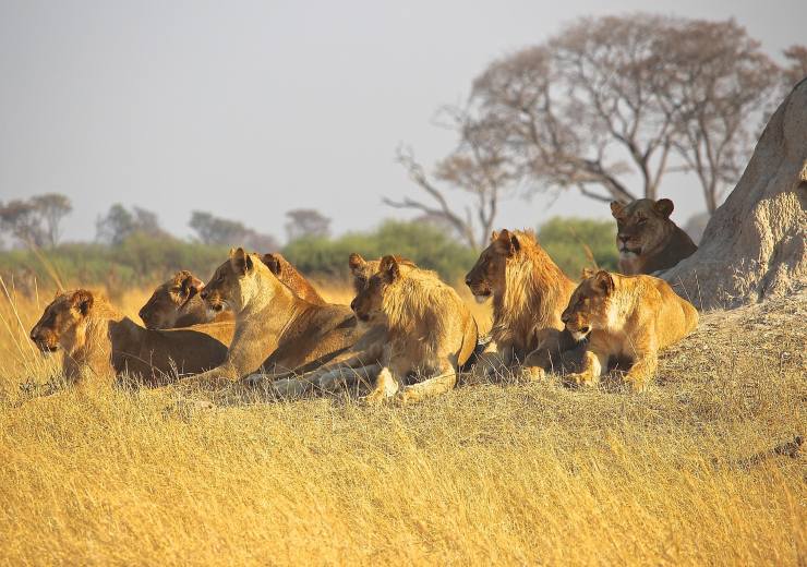 Come organizzare un Safari