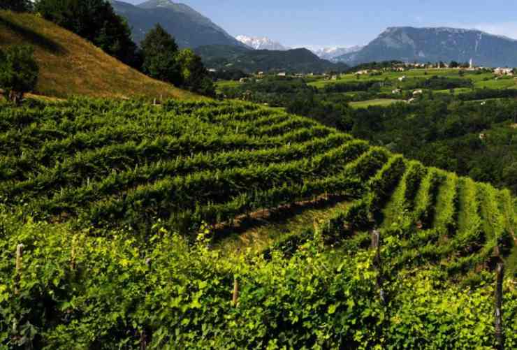 Vigneti di Conegliano-Valdobbiadene