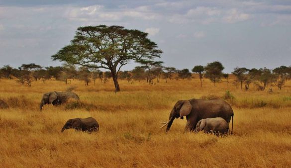 Cosa vedere in Tanzania