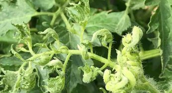 Foglie di pomodoro attorcigliate, la causa è proprio questa: tutta colpa sua