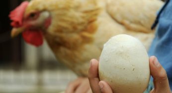 Ma è nato prima l’uovo o la gallina? Risolviamo finalmente il dilemma: la risposta