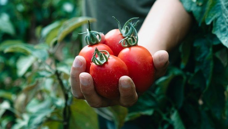 I tempi giusti per la raccolta