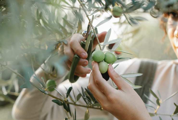 The phase of the olive harvest