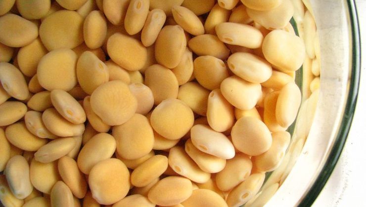 Il legume più benefico