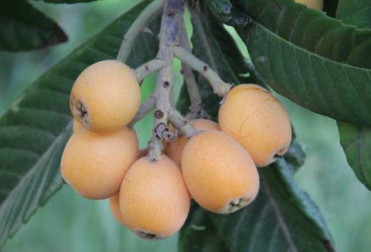 Loquats