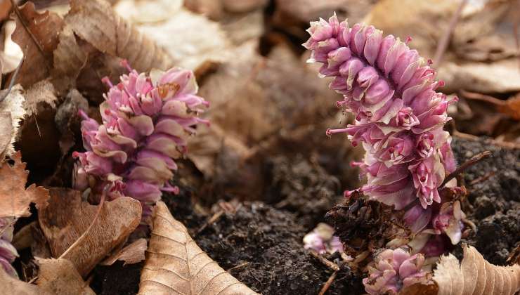 Plantago Ovata