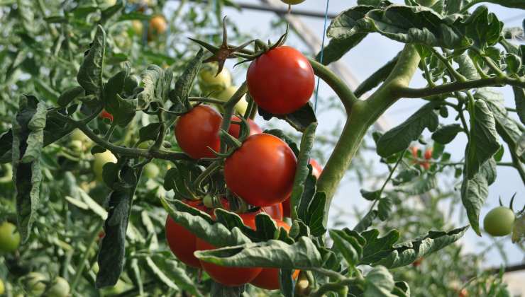 Foglie di pomodoro arricciate