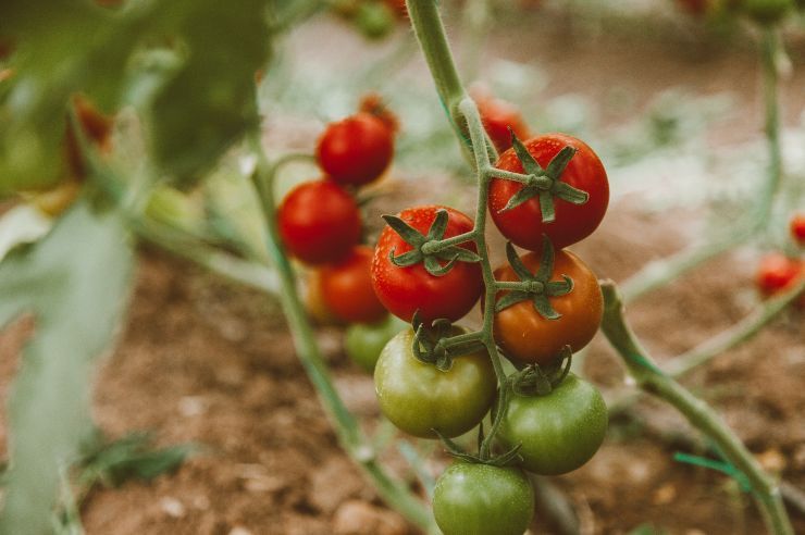 Piante di pomodori