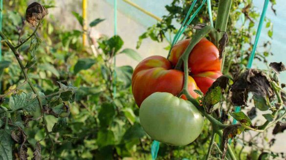 Pomodori