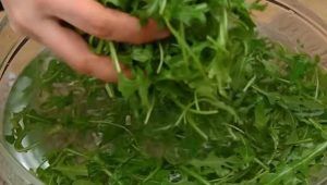 Rucola