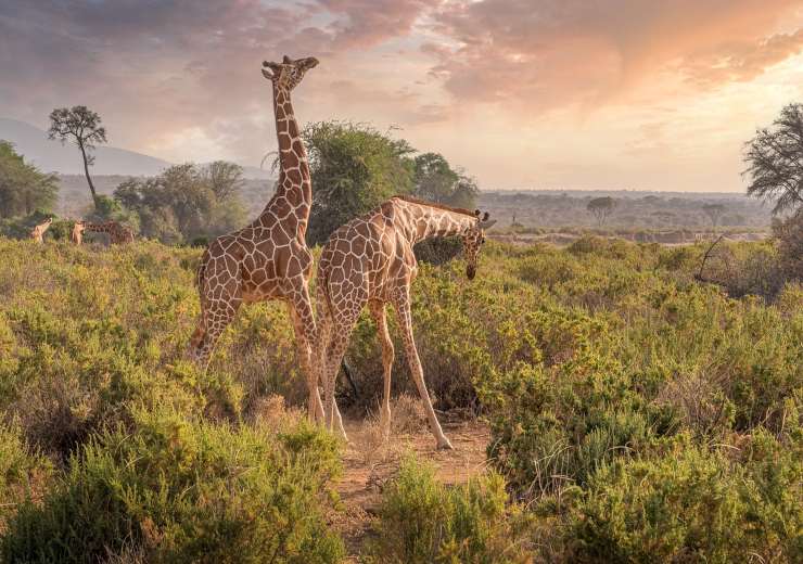 Safari Africa