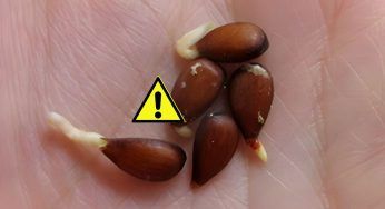 Perché dovresti evitare di mangiare i semi di questo frutto, lo sanno in pochi