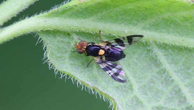 Una mosca delle ciliegie