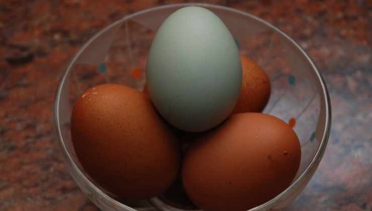 Alcune uova hanno un colore insolito 
