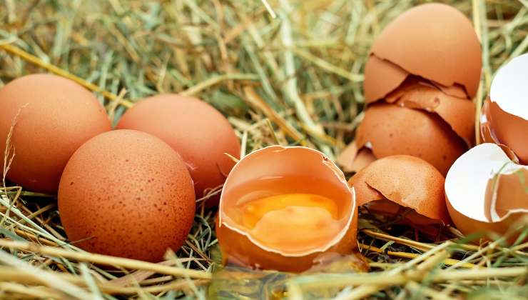 Mangiare un uovo al giorno fa bene?