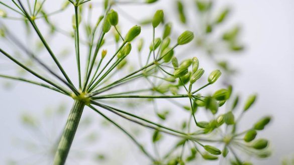 Anethum graveolens