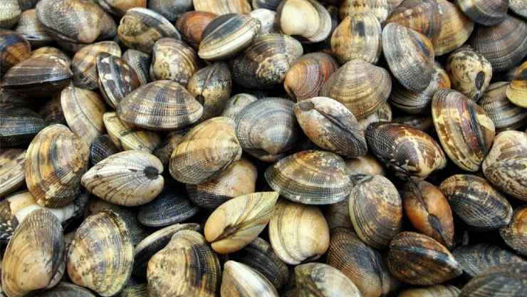 Qual è la differenza tra vongole e arselle