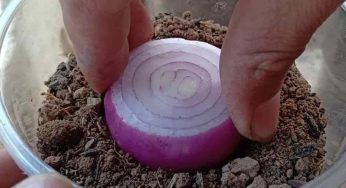 Molte casalinghe stanno coltivando le cipolle a casa con questa tecnica innovativa