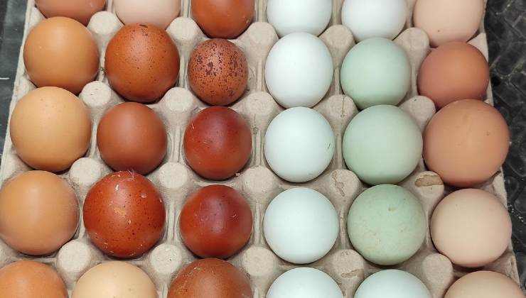 Uova di diverso colore