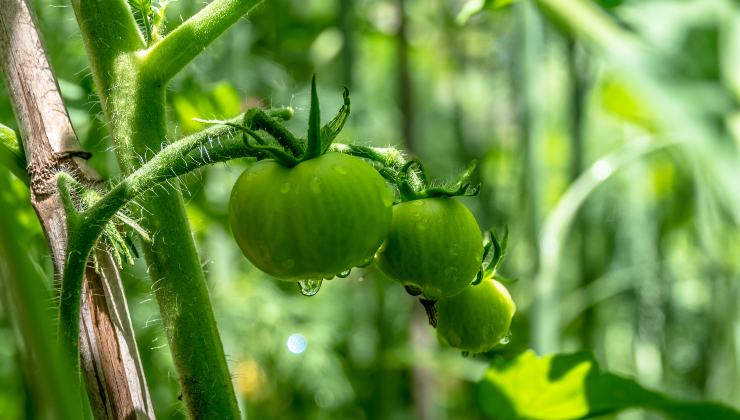 Pianta di pomodoro sana