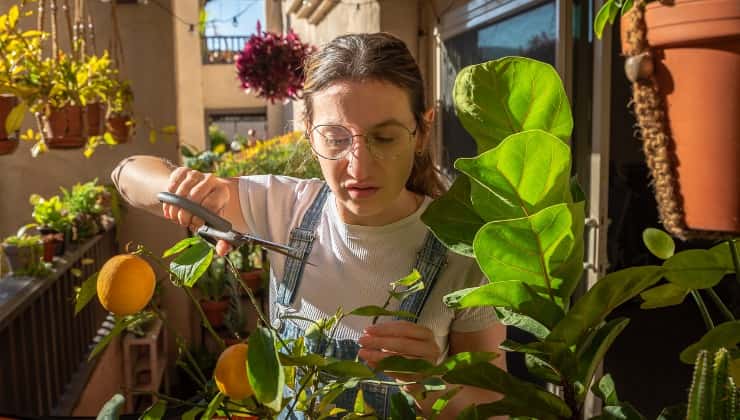 Donna raccoglie limoni sul balcone