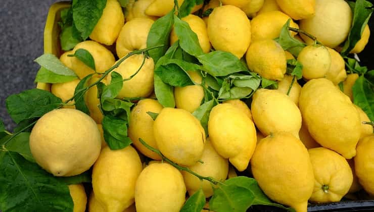 Limoni maturi