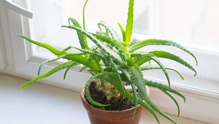 Pianta di aloe vera