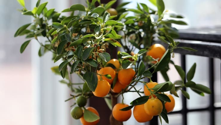 Piccolo albero di mandarino sul balcone
