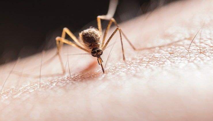 Puntura di zanzara