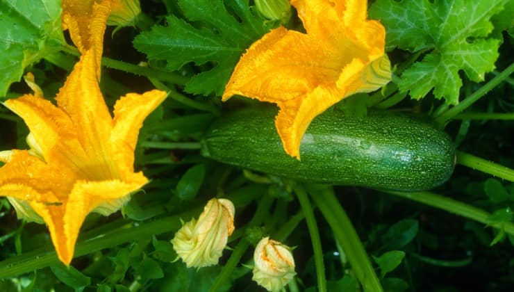 Ricetta veloce e salutare, zucchine in fiore