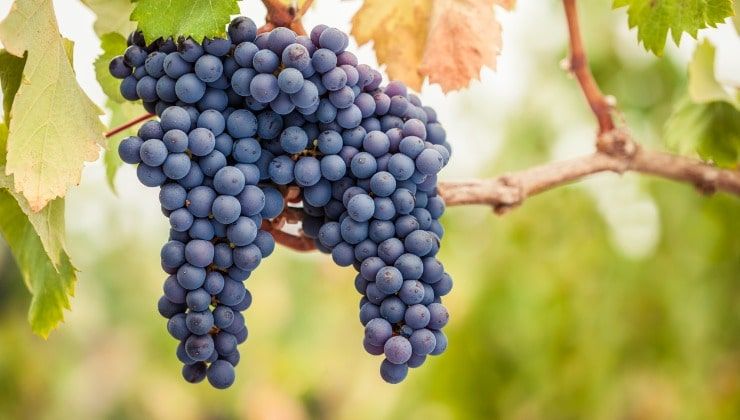 Vino o birra, vitigni di uva nera