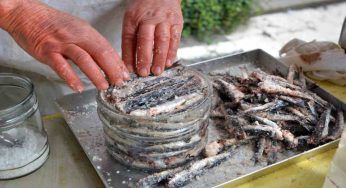 Alici, acciughe, sarde e sardine: quali sono le differenze