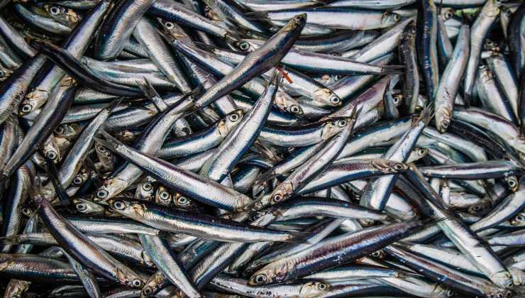 Aggiunge: ecco quale pesce dovremmo consumare spesso