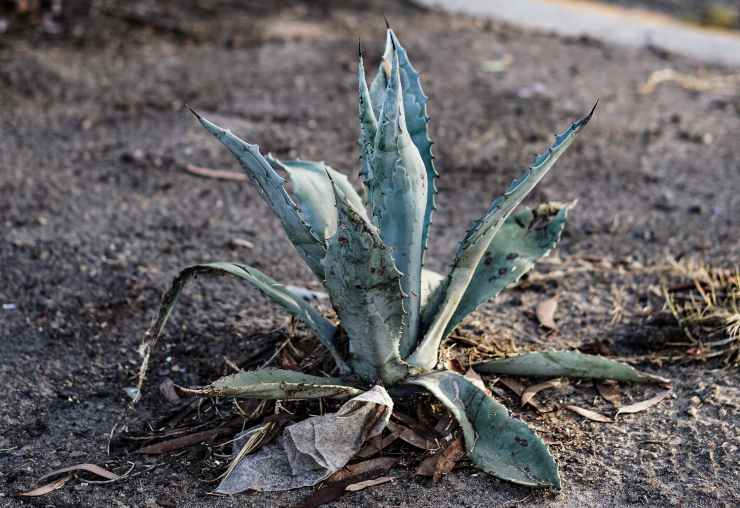 Aloe vera