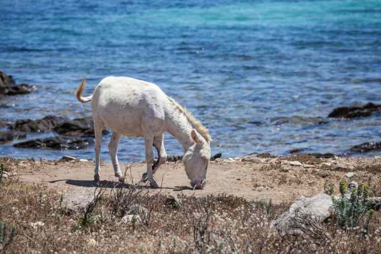 Asino bianco dell'Asinara