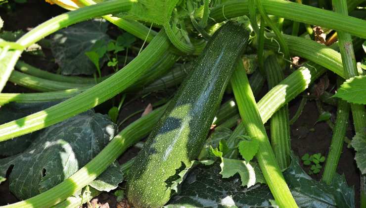 Coltivare le zucchine nell'orto