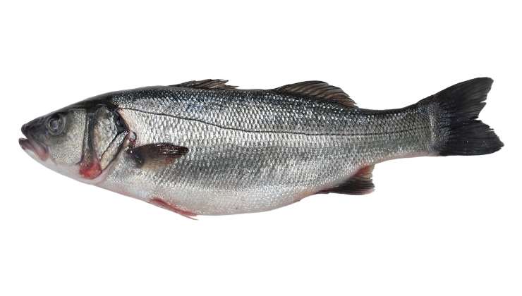 Branzino