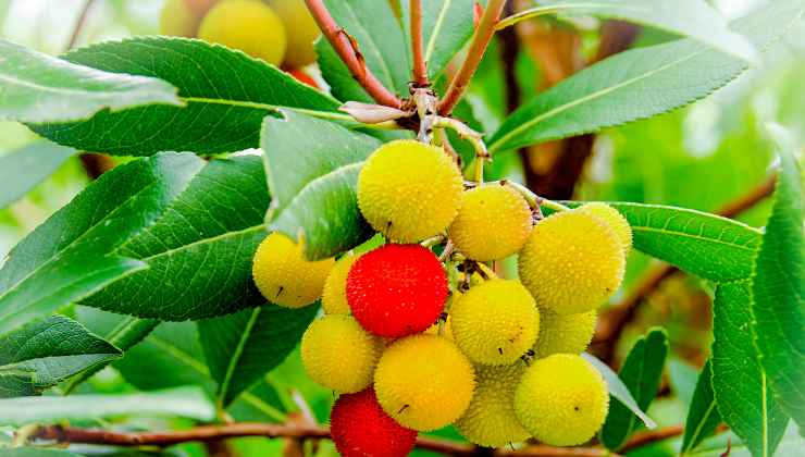 Corbezzolo un frutto abbandonato