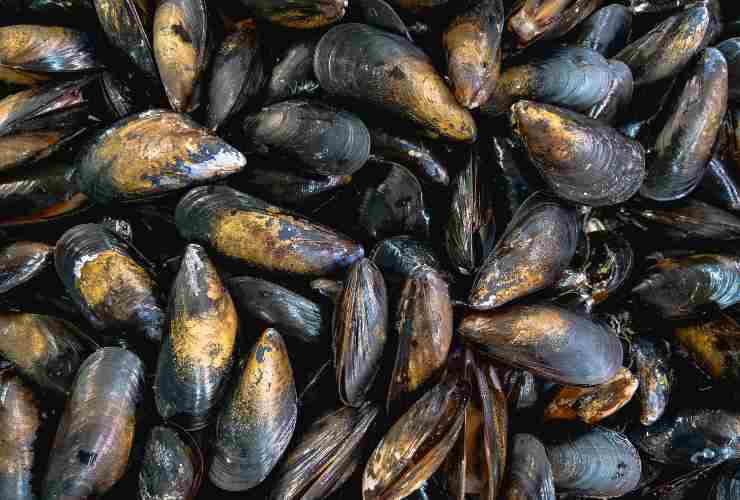 Cozze