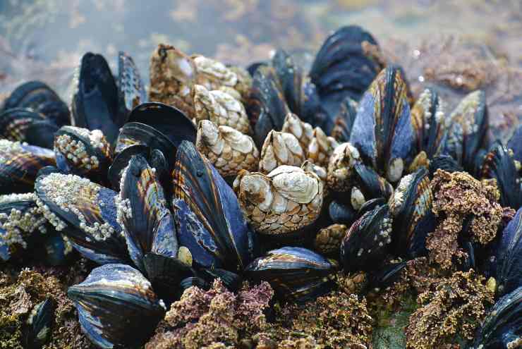 Cozze