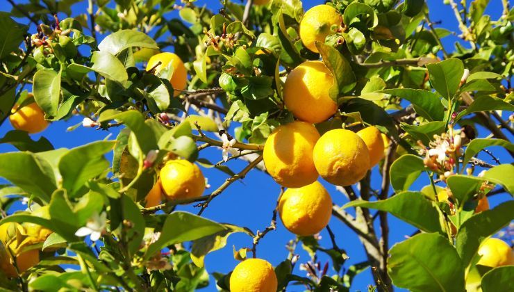 Far fiorire l'albero di limoni