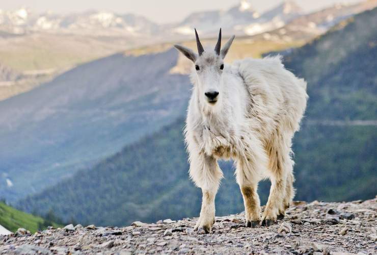 Fauna al Glacier National Park